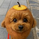 1981골프앤휘트니스 이미지