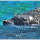 광주 금호패밀리랜드, 우치동물원의 동물들 (포유류) 이미지