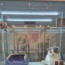 하이멍냥 강아지분양 고양이분양 서울본점 이미지