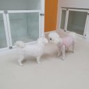 아르멍미르멍 이미지