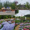 아나벨레스토랑 | 용인자작나무숲 수국축제, 여유로운 평일 나들이 후기