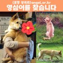 강아지를 찾습니다 / 포항시 성곡리 / 제보가 간절합니다 !! 이미지