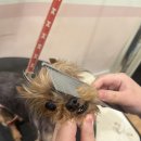 마이뷰티독 이마트 월계점 이미지