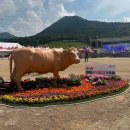 장전천2 | 2023 기장 철마 한우 불고기 축제 기본정보 부산6월축제