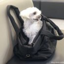 24시 더나은동물메디컬센터 이미지