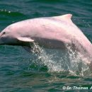 고래반점 이미지