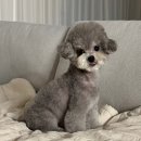 알파모터스 | 렉서스 미니밴 LM 4인승 가격 출고 후기