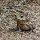 금두꺼비 이미지