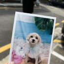 호다닥쑥 이미지