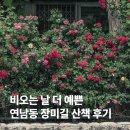 지에스(GS)25 대명점 | 비 오는 날 더 예뻤던 연남동 장미길｜지금 가장 분위기 좋은 서울 장미 명소