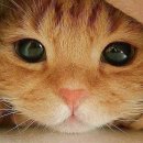 고냥이네 이미지