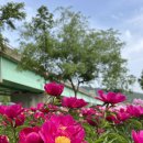 치인 야영장 이미지