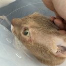 24시 글로리 동물병원 이미지