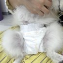 오늘의 강아지 | 암컷 강아지기저귀 추천 네네린도 오르마 사용후기