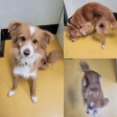 논산시 동물보호센터 이미지