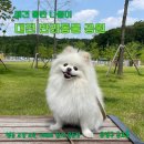 대전 애견 동반 나들이 :: 대전 반려동물 공원, 실내•야외 놀이터 무료로 즐기기