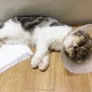 혜인종합동물병원 이미지