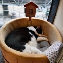 냥카페 묘연 이미지