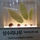 목포자연사박물관 이미지