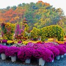 &#34;오천만 송이 국화의 유혹&#34; 11월까지 볼 수 있는 가을꽃 축제 이미지