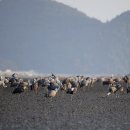 두루미네 이미지