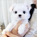 아이러브 독 이미지