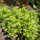 냉수농장 이미지