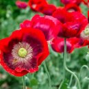 백조농장(1) 이미지