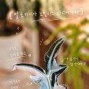 온실 없이 알로카시아 노빌리스 바리에가타 키우기.