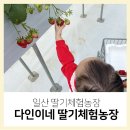 다인어린이집 | 일산딸기체험농장 두돌아기 시설 맛 가성비 비교 후 다인이네 딸기체험
