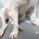 N9001-5 | 강아지 관절 영양제 다리절뚝 생각해 고른 샤랩바이오