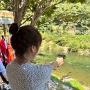 슈나우펫 이미지