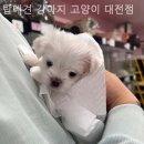 탑애견 강아지 고양이 대전점 | [대전/분양샵] 탑애견 강아지 고양이 대전점 초보 집사도 안심할 수 있는 친절한 상담