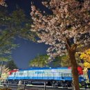 로망스Ⅱ | [2024-3-30] 🌸진해 벚꽃 군항제🌸 야간 꽃놀이 후기 여좌천 로망스다리 경화역