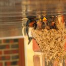 서삼면사무소 이미지