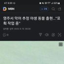 영주시내 악어 출현 이미지