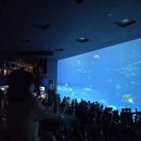 한국세탁전문점 | 16개월 아기와 오키나와 여행후기 ✈️ 오키나와 현지인맛집&amp;아기 해외여행 준비 총정리