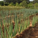 경천 농장 이미지