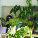 클라리네 이미지