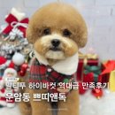 The dog 애견미용샵 | 광주 운암동 애견미용 잘하는곳 쁘띠앤독 말티푸 하이바컷 만족후기
