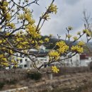 250316 봄꽃 산책, 광양 매화축제+구례 산수유축제 이미지