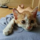 애견종합병원 이미지