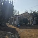 몽라브 | [제주/오등동] 무화과 농장의 변신! 8,000평 감귤밭 속 힐링 카페 '몽라브' (내돈내산 후기)