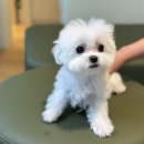 부산강아지분양 디몽 광안리본점 이미지