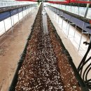 딸기밭 부농 이미지