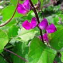스위트피(Sweet Pea)