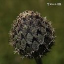 맘모스고시텔