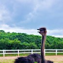 태신목장 이미지