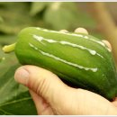 그린청과 이미지