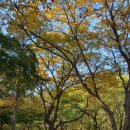 향기고운Ⅱ 이미지